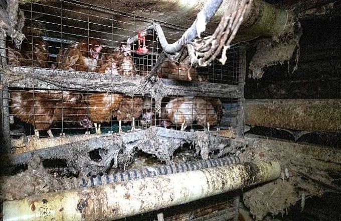  À Chambly, l’association L214 porte plainte « pour mauvais traitement » des poules au Mesnil-Saint-Martin